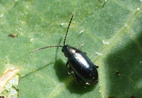 Réf. 334 299 : Phyllotreta nigripes